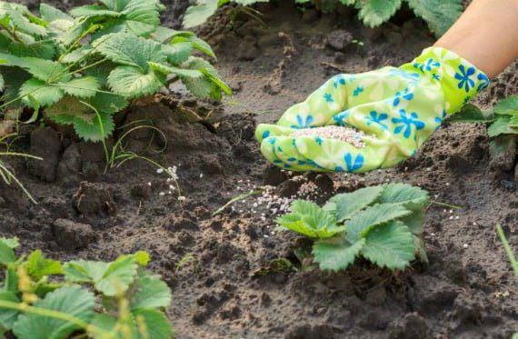 Вересень у саду: підживлення полуниці