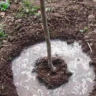 Сад.