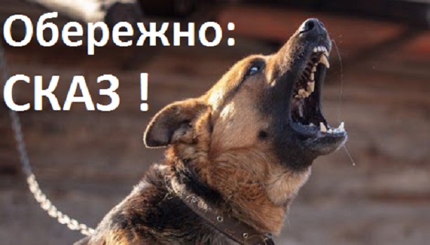 Ситуація зі сказом на Вінниччині: понад 3,7 тисячі звернень від людей