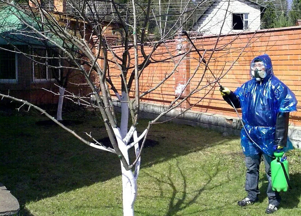 Жовтень у саду: Чим обробити дерева восени