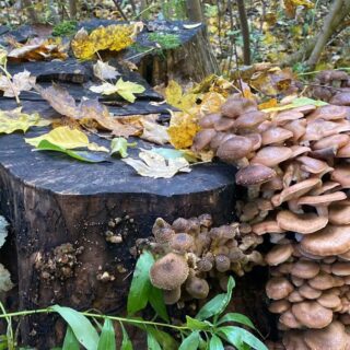 Опеньки.